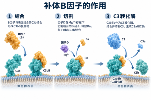 补体B因子参与替代途径C3转化酶的形成：B因子与C3b结合，因子D切割后释放Ba，Bb留在C3b上形成C3bBb，催化C3裂解。图中蛋白形状为概念示意。