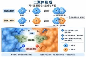 蛋白质二聚体形成：相同亚基形成同源二聚体，不同亚基形成异源二聚体。图中展示可逆非共价结合，界面包含疏水接触、氢键和静电相互作用。