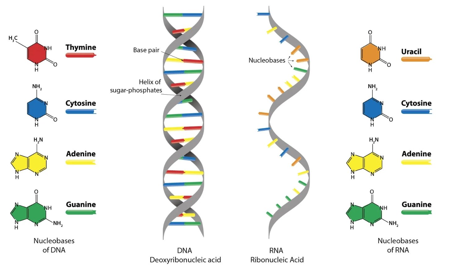 RNA RNA