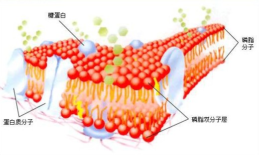 单位膜示意图 单位膜示意图