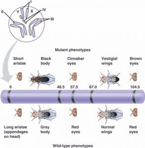 A partial linkage map of Drosophila chromosome II.