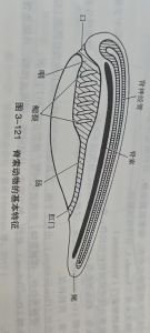 脊索动物的基本特征