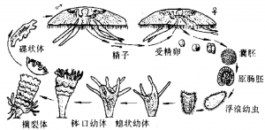 海月水母生活史