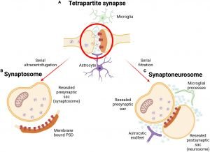 Synaptosome