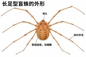 盲蛛