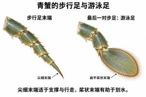 青蟹