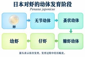 竹节虾
