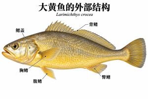 舟山大黄鱼
