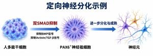 定向分化