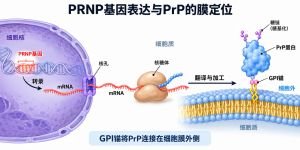 PRNP基因