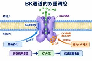 大电导钙激活钾通道