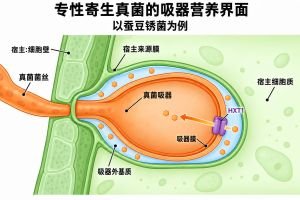 专性寄生真菌