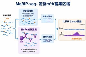 MeRIP-seq