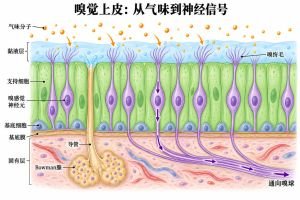 嗅感觉神经元的树突伸向上皮表面，嗅纤毛位于黏液层中并接触气味分子，轴突从基底面汇束通向嗅球。支持细胞位于神经元周围，基底细胞贴近基底膜，Bowman腺导管通到黏液层；箭头表示气味接触与神经信号传递方向。