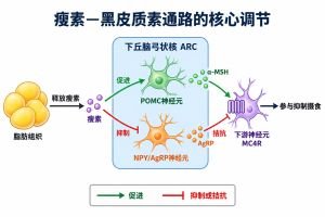 瘦素-黑皮质素通路