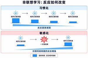 习惯化时，重复呈现相同的无害刺激，反应逐渐减弱。敏感化时，一次强刺激使随后相同弱刺激引发的反应增强。图中条块高度仅表示反应的相对强弱，箭头表示刺激呈现的先后顺序。