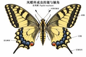 以金凤蝶成体为例，两对翅着生于胸部，较大的前翅位于前方，后翅外缘具有尾状突起。后翅近内缘可见红橙色斑和蓝色鳞斑，头部伸出一对棒状触角。