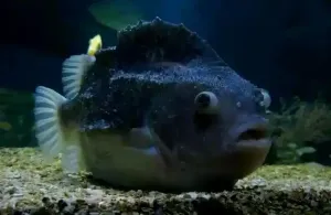 圆鳍鱼