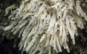 青岛白枝海绵