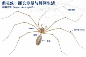 家幽灵蛛的头胸部与细长腹部经腹柄连接，四对细长步足全部起于头胸部。图中稀疏而不规则的网丝构成缠网，蜘蛛悬挂于网下。