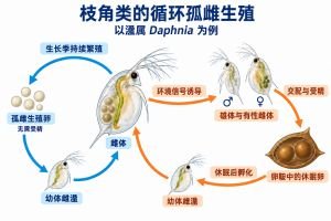 以溞属为例，雌体在生长季产生无需受精的孤雌生殖卵，幼体雌溞长大后继续繁殖；环境信号诱导雄体与有性雌体出现，经交配受精形成卵鞍中的休眠卵，休眠后孵化为雌体。蓝色与橙色箭头分别连接两条生殖路线。
