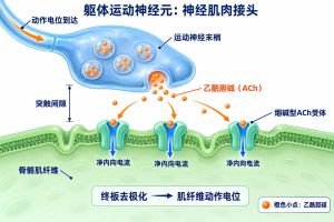 运动神经末梢释放乙酰胆碱，递质跨越突触间隙并结合骨骼肌终板的烟碱型乙酰胆碱受体。受体开放产生净内向电流，引起终板去极化并触发肌纤维动作电位。