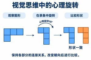 观察到的四格图形在表象中顺时针旋转90°，各方格的连接关系保持。改变朝向后，将其与目标图形比较，判断形状是否一致。