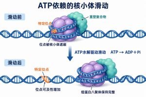 重塑复合物利用ATP水解推动完整核小体沿DNA移动，使原被缠绕DNA遮蔽的位点暴露。橙色标记表示同一个DNA位点，紫色核心表示保持完整的组蛋白八聚体。