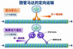 驱动蛋白1利用ATP水解沿微管正端运输，胞质动力蛋白沿微管负端运输。橙色与紫色箭头表示运输方向，细引线标出动力蛋白环状马达头及微管结合结构。