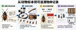 动物分类研究将采集信息、形态比较与诊断、命名和模式指定，以及正式发表和标本资料保存相连接。箭头表示建立可追溯物种记录的过程。