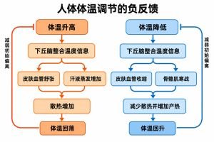 动物体温调节机制
