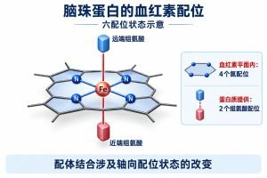 脑珠蛋白