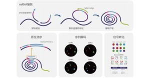 原位表观测序流程