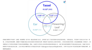 玉米QTL多效性与效应大小关系图