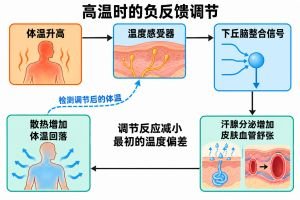 体温升高后，温度感受信号经下丘脑整合，引起汗腺分泌增加和皮肤血管舒张，促进散热并使体温回落。实线箭头表示调节流程，蓝色虚线表示检测调节后的体温。