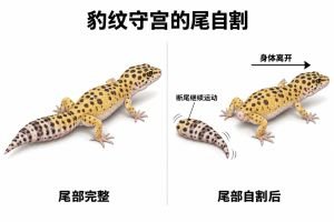 左图尾部完整；右图尾部自割后，断尾继续运动，身体向右离开。黑箭头表示身体离开方向，弧线表示断尾摆动。