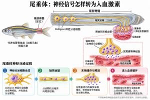 尾部神经分泌系统的功能示意：Dahlgren细胞在脊髓内合成神经肽，分泌颗粒沿轴突运至尾垂体末梢，释放后进入毛细血管和血液循环。神经肽组成与具体生理作用因鱼种而异。