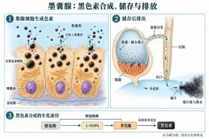 以乌贼墨腺为例：腺细胞形成含黑色素的颗粒，分泌进入墨囊腔储存。墨汁经墨囊导管汇入近肛门的后肠，再随外套腔水流由漏斗排出。黑色素合成为多步反应，图仅示酪氨酸酶参与的早期步骤；不表示所有墨囊内壁都能产墨。结构与比例简化。