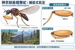 神农缺脉螳舞虻前足腿节增粗，腹面具两排小齿；局部图显示腿节与胫节在展开和弯曲位置的相对关系。