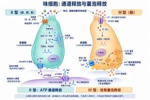 不同味细胞用不同方式把刺激传到细胞外。II型细胞的甜、鲜、苦味受体经胞内信号引起电活动，基底侧CALHM1/3通道释放ATP，作用于传入神经的P2X2/P2X3。III型细胞可通过OTOP1感受酸刺激，去极化后Ca2+内流促进囊泡释放5-HT等递质。图聚焦细胞机制，III型递质的局部与传入作用未全部展开；味细胞是上皮来源的感受细胞。