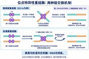 酪氨酸重组酶与丝氨酸重组酶都能形成共价的酶—DNA中间体。Cre等酪氨酸重组酶先交换一对单链，形成Holliday连接，再交换另一对单链；丝氨酸重组酶切开两条双链DNA，形成5′端磷酸丝氨酸连接，通过亚基相对旋转完成交换与重接。图示为家族机制的简化比较，反应方向性还取决于具体酶、位点和辅助因子。