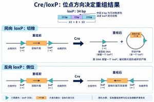 Cre识别成对loxP位点，两个位点的相对方向影响重组结果：同向位点之间的序列可被切除并形成环状产物，原DNA留下一个loxP；反向位点之间的序列可发生倒位。图中的箭头表示loxP或目标片段的方向，不是DNA合成方向。结果和效率依赖位点、细胞环境及Cre活性，图示不等同于所有条件性操作均完整成功。