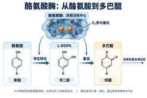 酪氨酸酶催化的代表性反应：酪氨酸经邻位羟化形成L-DOPA，随后L-DOPA经氧化形成多巴醌；双铜活性中心与氧参与催化，多巴醌再进入后续色素合成反应。此图聚焦酶促途径，不代表蛋白酪氨酸硝化、氯化及其他氧化途径。