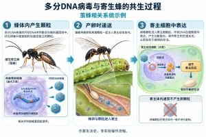 以茧蜂相关系统为例的多分DNA病毒生活史示意：相关DNA序列随蜂基因组遗传，雌蜂卵巢萼部产生携带环状DNA的颗粒；产卵时颗粒与蜂卵进入寄主幼虫，相关基因表达参与调节寄主反应。寄主体内通常不产生新的病毒颗粒。