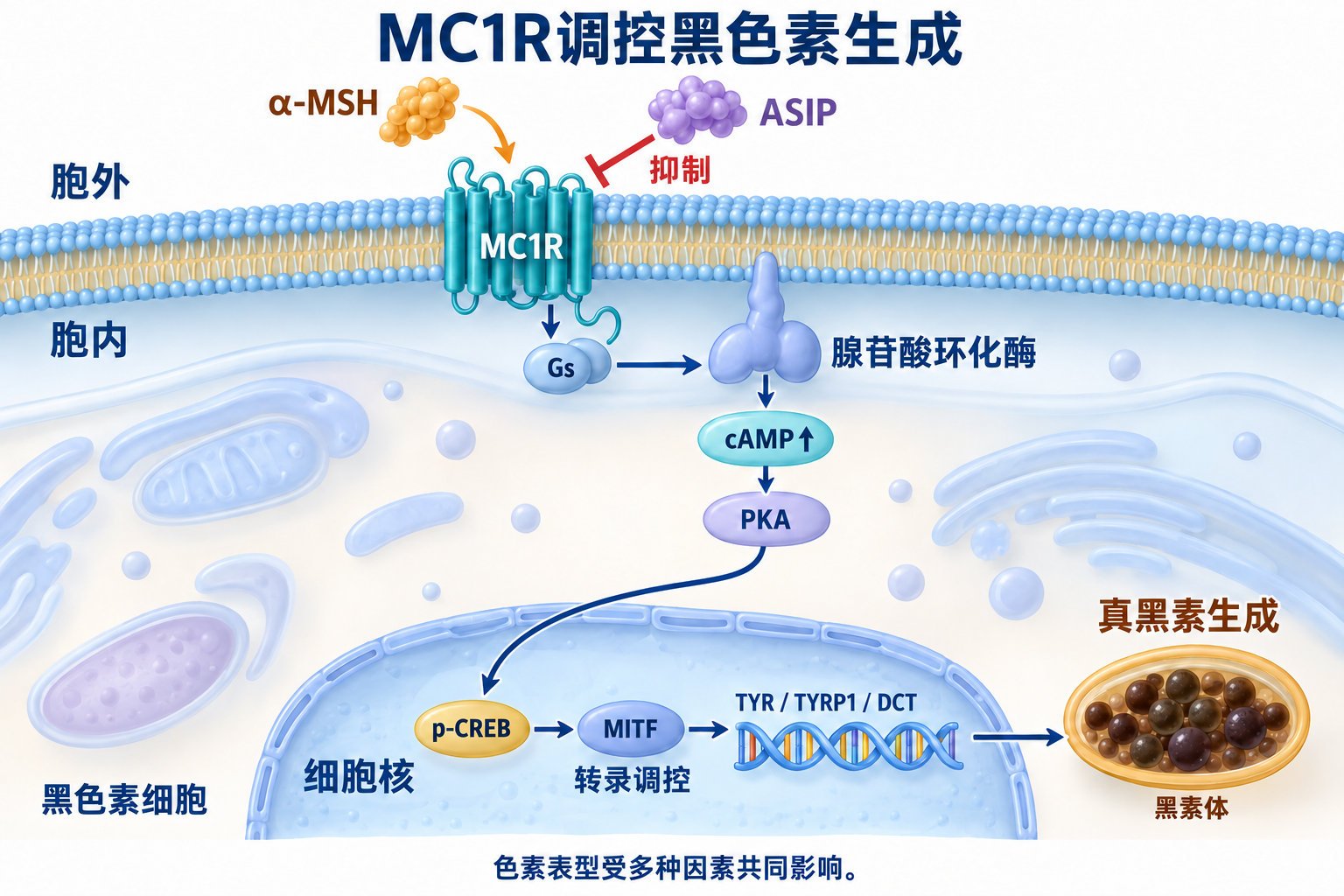 MC1R基因