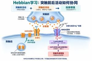 Hebbian学习专业示意图