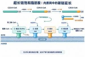 超长链饱和脂肪酸专业示意图