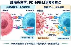 肿瘤免疫学专业示意图
