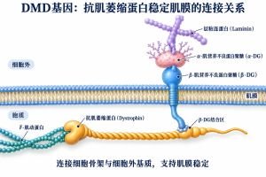 DMD基因 DMD基因专业示意图