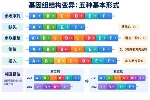 基因组结构变异 基因组结构变异专业示意图